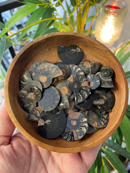 Ammonite