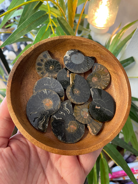 Ammonite